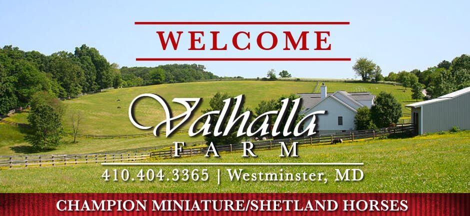 Vahalla-Farm-Maryland-Miniature-Shetland-Horse-Breeder (1)