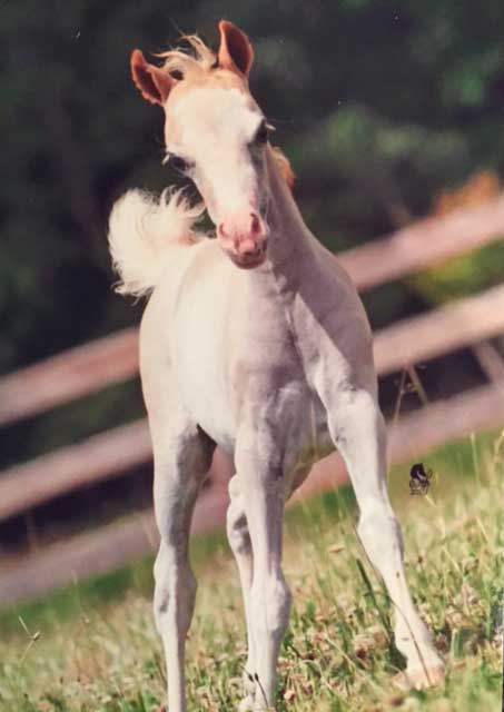 julep-mini-horse