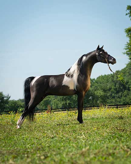 vader-2-chmaption-breeder-stallion-mini-horse-min