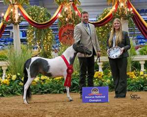 piper champion show mini horse breeder Mare