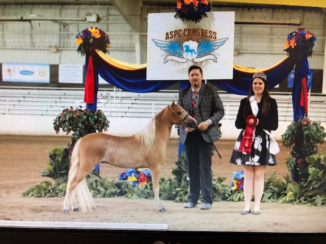 admiral mini horse stallion champion vahalla farm 2018