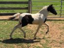 desire foal for sale Valhalla mini horse farm champion