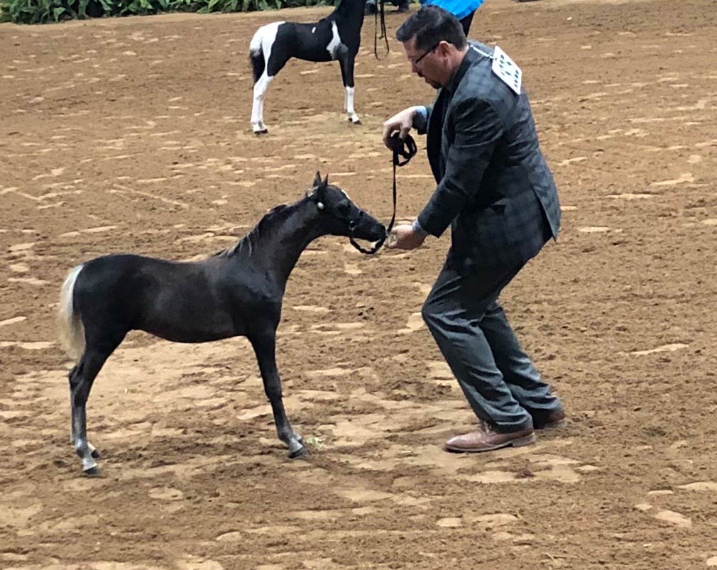 vahalla-farm-mini-horse-2019-national-champion-Juan-