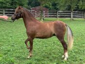 for sale horse show quality colt Valhalla Farm 2021
